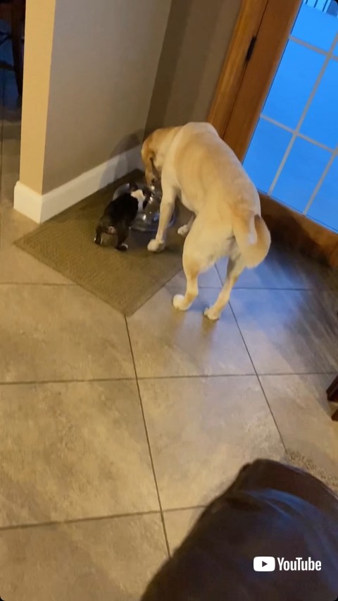 水を飲む犬たち