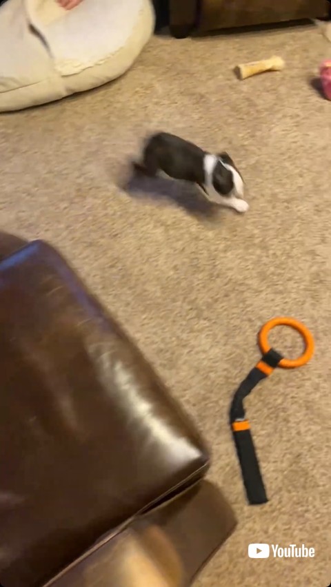 走り回る子犬