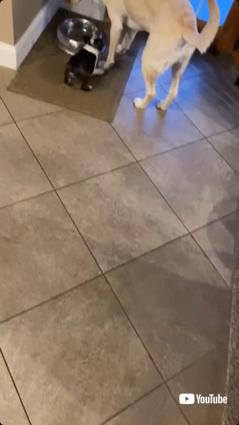 戻ってきた子犬