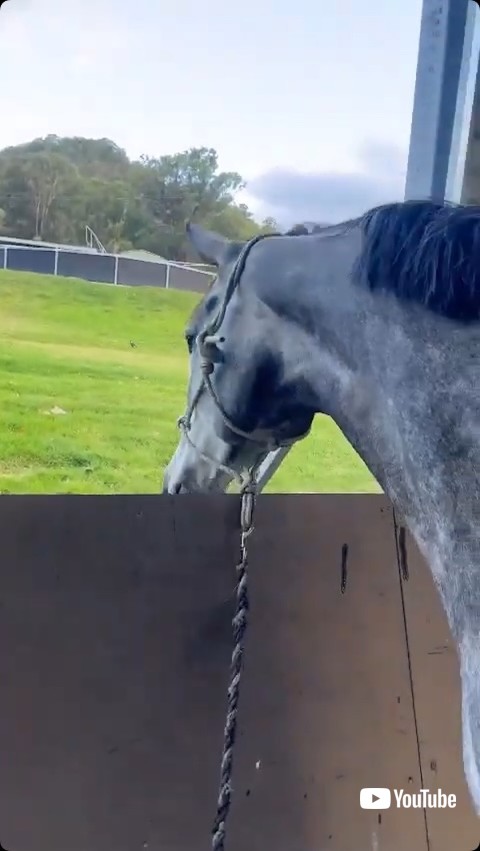 鏡の裏をのぞく馬