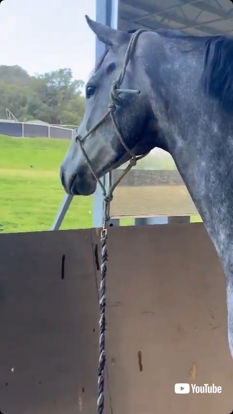 鏡の裏をのぞこうとする馬