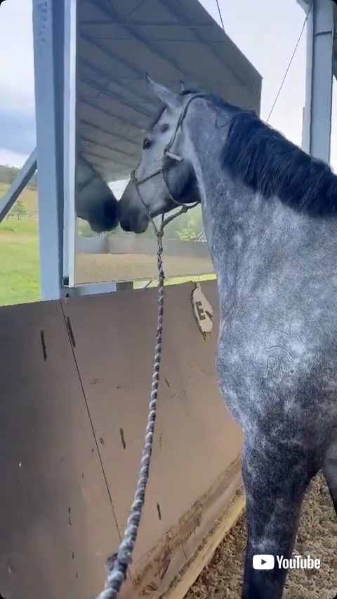 ふたたび鏡を見る馬