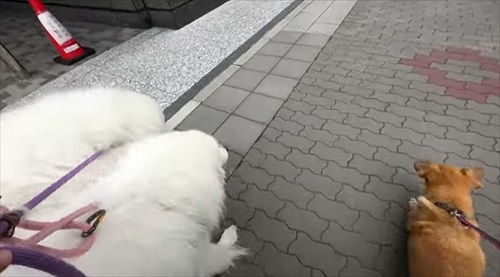 名古屋にきた犬たち