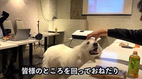 なでてもらう犬たち