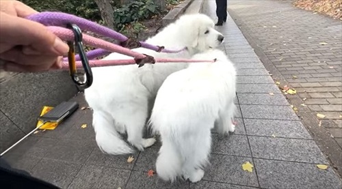 お散歩する犬たち