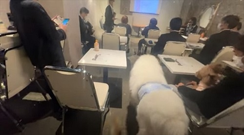 会議に参加する犬たち