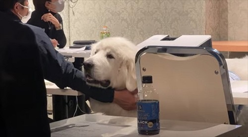 自由に動く犬たち