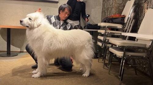 モデル犬になったワンコ