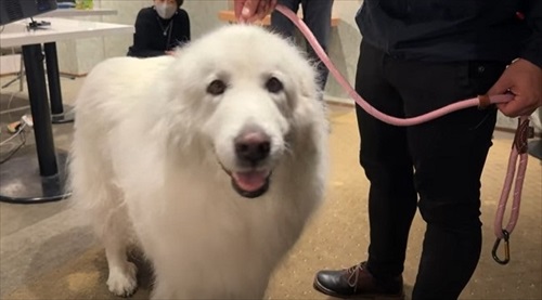 1日終わったワンコ