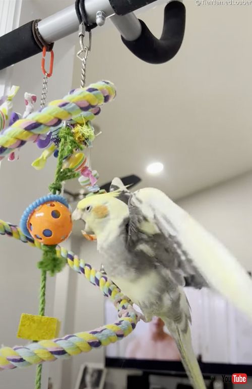 豹変するオカメインコ