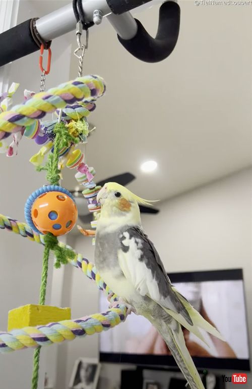 スンとなったオカメインコ