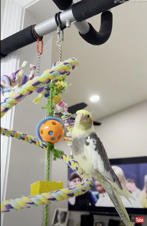 ご機嫌なオカメインコ