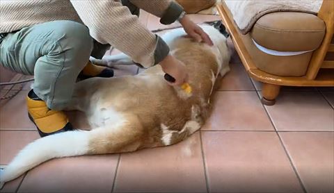 ブラッシング開始