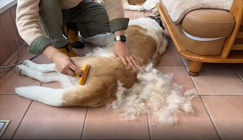 後ろ足ブラッシング