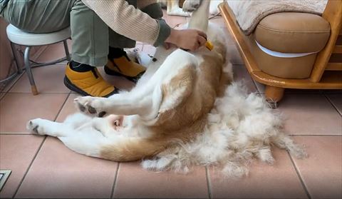 脇を見せるワンコ