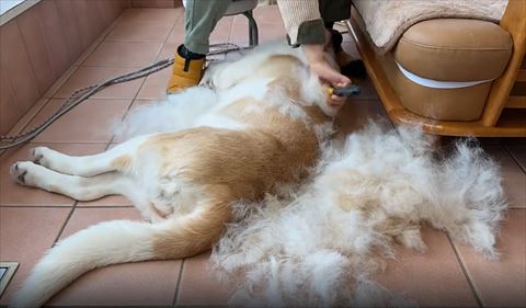 背中をブラッシング