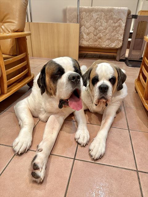 伏せするセントバーナード2匹