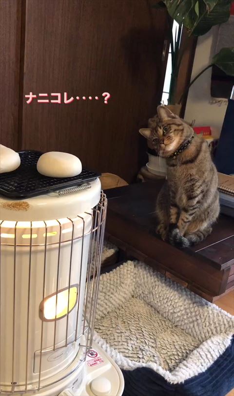 軽く右に首をかたむける猫ちゃん