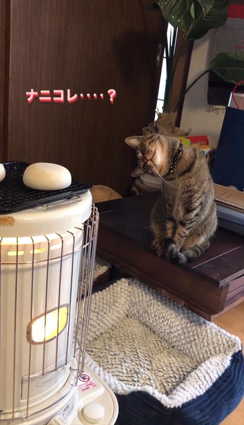 思い切り右に首をかたむける猫ちゃん
