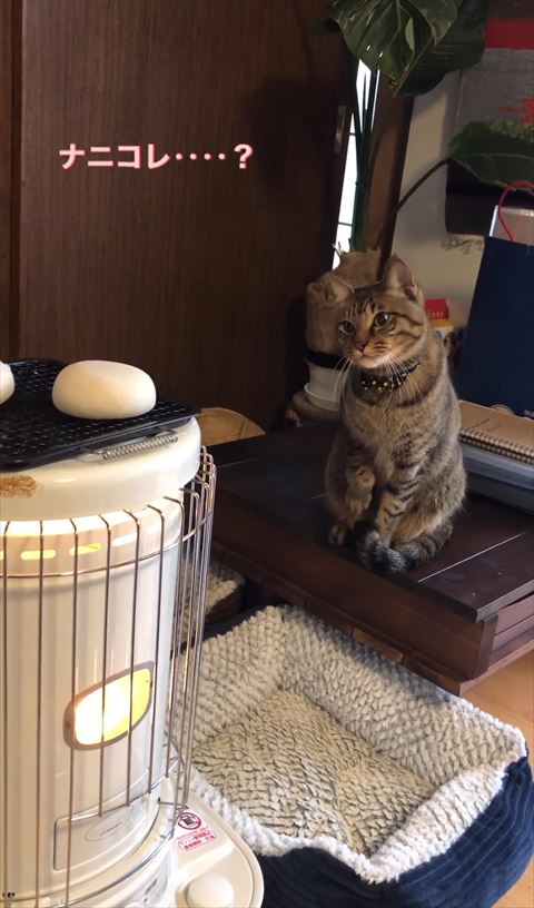 右前足を曲げる猫ちゃん