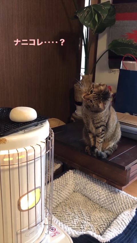 左側に首を傾ける猫