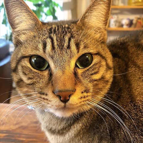 アップの猫ちゃん