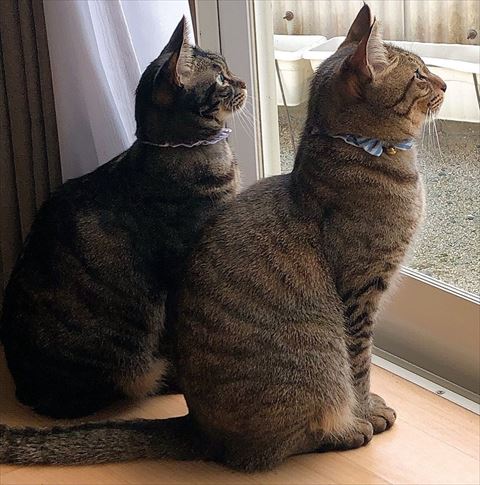 外を眺める2匹