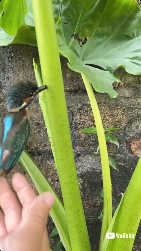 くちばしが刺さる鳥