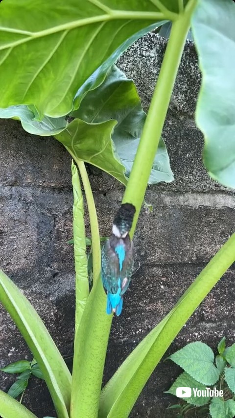 はまった鳥の背後