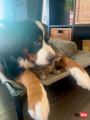 犬の下にいる猫