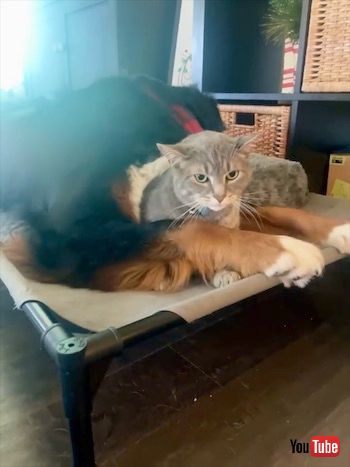 くっつく犬と猫