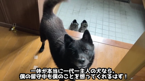 見送る甲斐犬