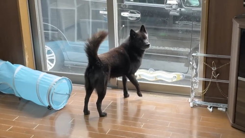 窓から見送る犬