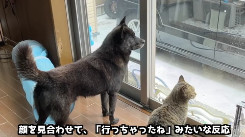 猫と犬