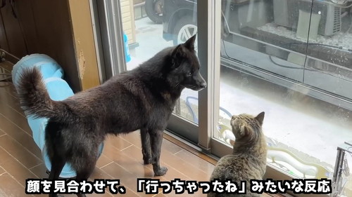 顔を見合わせる犬と猫
