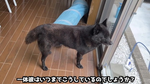 待つ甲斐犬