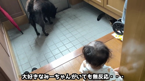 玄関にいる犬