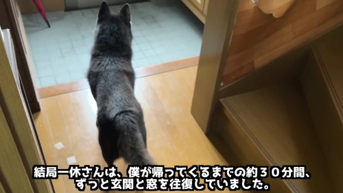 往復する犬