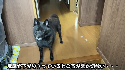 しっぽが下がっている犬