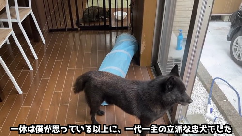 窓の外を見つめる犬