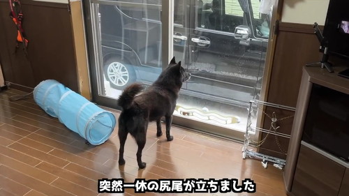 しっぽがたった犬