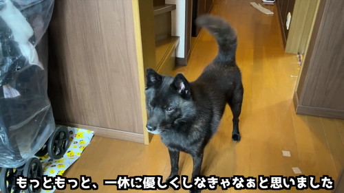 玄関の犬