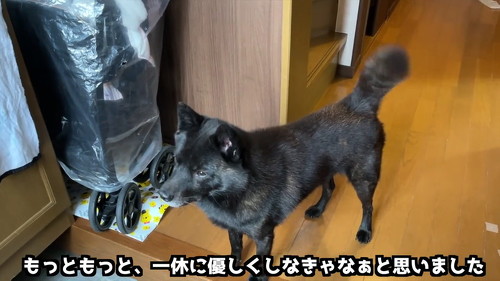 ご機嫌な犬