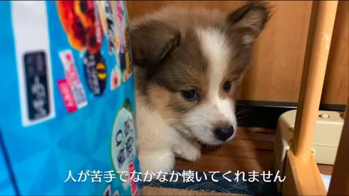 おびえていた子犬