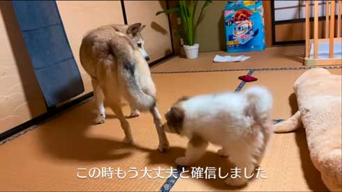 ワンコ同士のやりとり