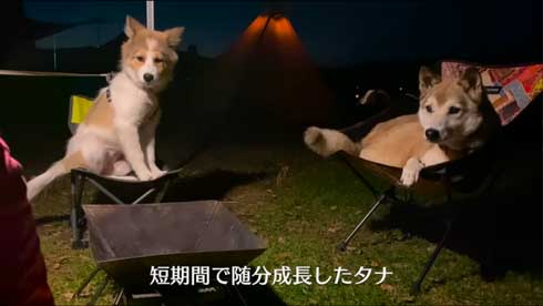 人との生活になれた子犬