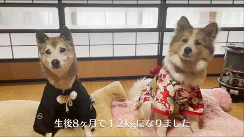 8ヶ月になった子犬