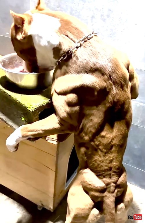 ムキムキマッチョワンコ