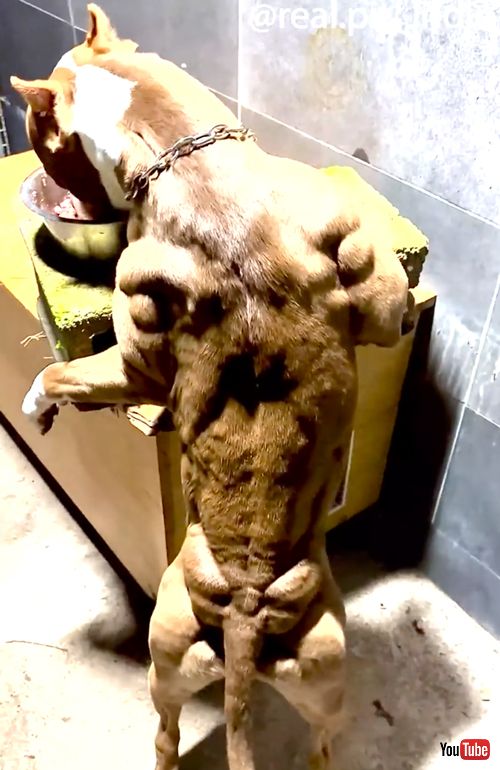 ムキムキマッチョワンコ