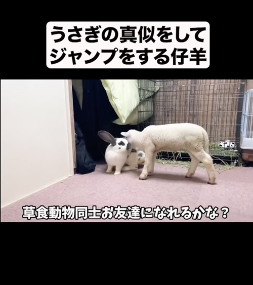 うさぎのまねをしてジャンプする仔羊